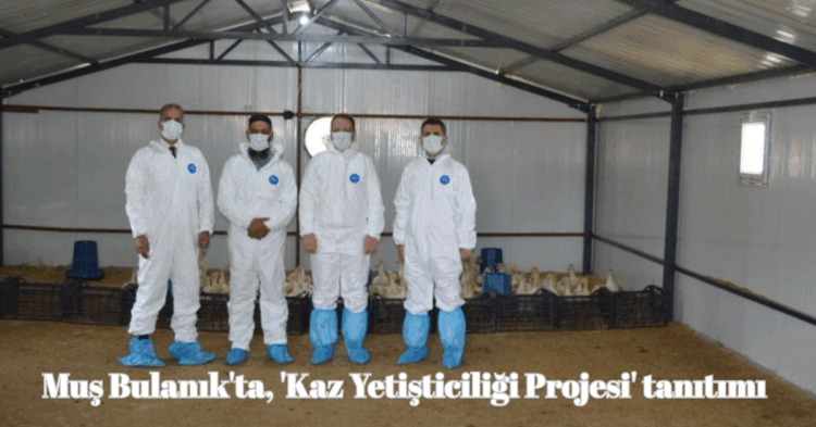 mus bulanikta kaz yetistiriciligi projesi tanitimi yapildi habermeydan
