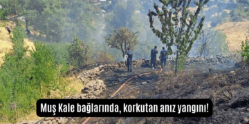 Muş Kale bağlarında, korkutan anız yangını!