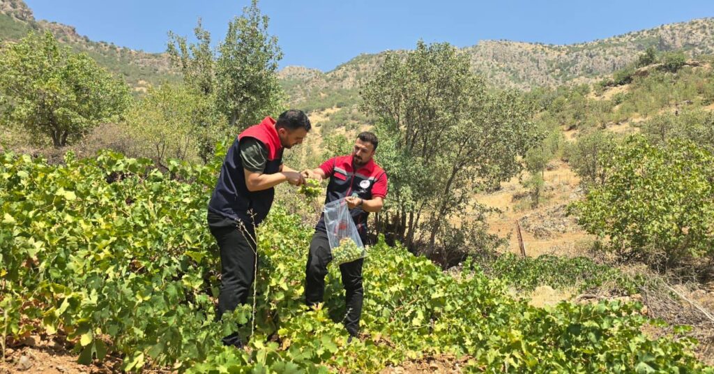 pestisit habermeydan