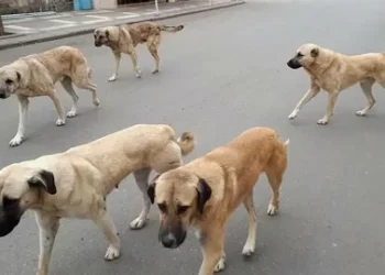 İstanbul Valiliği’nden sahipsiz sokak hayvanları için karar!