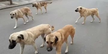 İstanbul Valiliği’nden sahipsiz sokak hayvanları için karar!