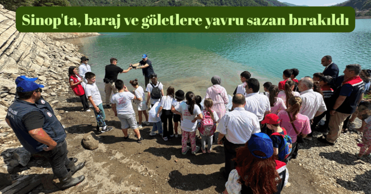 sinopta baraj ve goletlere 1 milyon 468 bin yavru sazan birakildi habermeydan