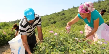 Zirai don gül üretimini vurdu, rekolte düştü