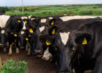 6 İlde Daha Hayvan Pazarları Açıldı