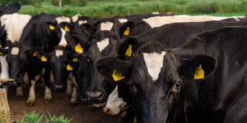 6 İlde Daha Hayvan Pazarları Açıldı