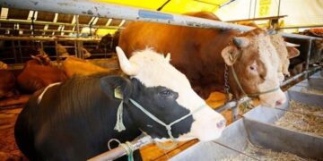 Şap hastalığı nedeniyle kapatılan hayvan pazarları açılmaya devam ediyor