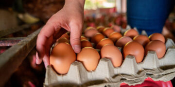 Tavuk yumurtası üretimi Temmuz ayında yüzde 4,9 azaldı