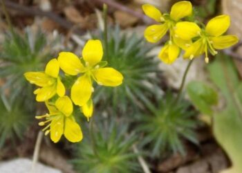 ”Tüylü Kekreçiçeği” yeni tür olarak bitki florasına eklendi