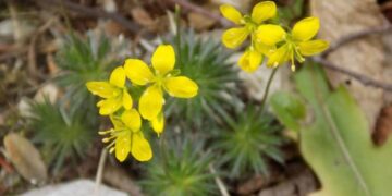 ”Tüylü Kekreçiçeği” yeni tür olarak bitki florasına eklendi