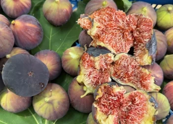 Sıcak hava incir üretimini vurdu: Rekolte yarı yarıya azaldı Sıcak hava incir üretimini vurdu: Rekolte yarı yarıya azaldı