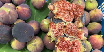 Sıcak hava incir üretimini vurdu: Rekolte yarı yarıya azaldı