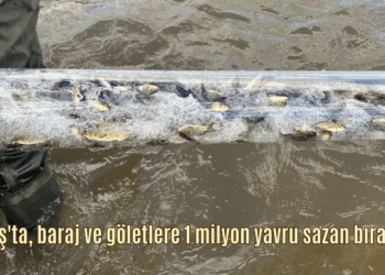 Muş’ta, baraj ve göletlere 1 milyon yavru sazan bırakıldı!