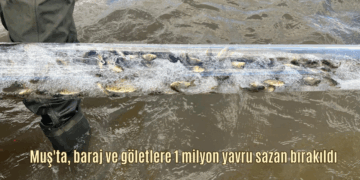 Muş’ta, baraj ve göletlere 1 milyon yavru sazan bırakıldı!