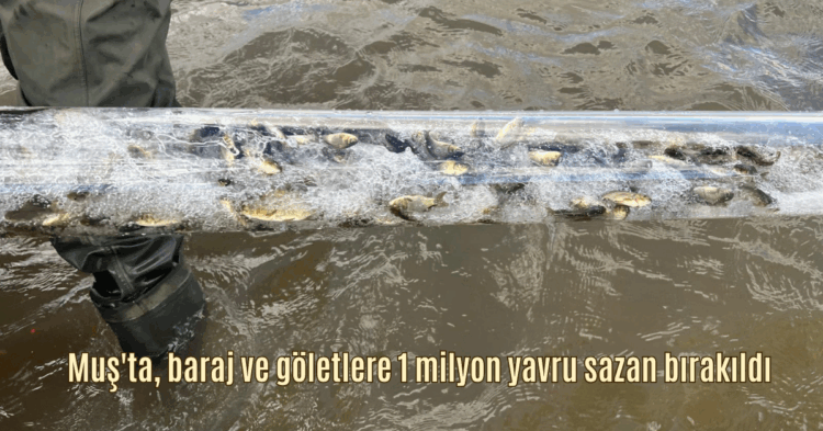 musta baraj ve goletlere 1 milyon yavru sazan birakildi habermeydan