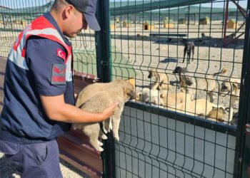 Muş'ta, jandarma ekipleri çuval içerisinde terkedilen 2 yavru köpeği kurtardı! Muş’ta, jandarma ekipleri çuval içerisinde terkedilen 2 yavru köpeği kurtardı!