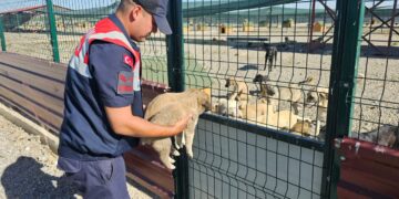 Muş’ta, jandarma ekipleri çuval içerisinde terkedilen 2 yavru köpeği kurtardı!