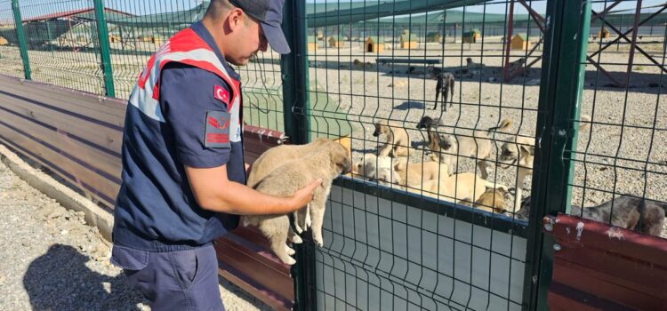 musta jandarma ekipleri cuval icerisinde terkedilen 2 yavru kopegi kurtardi habermeydan