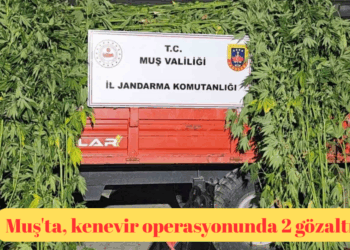 Muş’ta, kenevir operasyonunda 2 gözaltı!