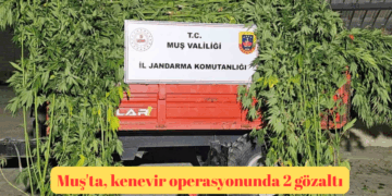 Muş’ta, kenevir operasyonunda 2 gözaltı!