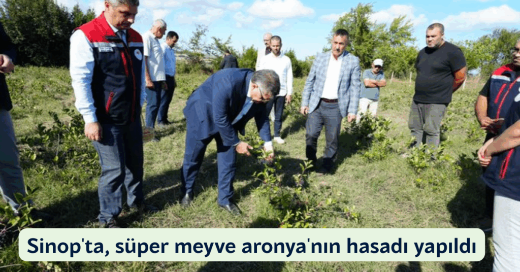 sinopta super meyve aronyanin hasadi yapildi habermeydan