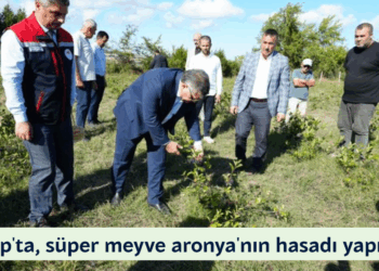 Sinop’ta, süper meyve aronya’nın hasadı yapıldı!