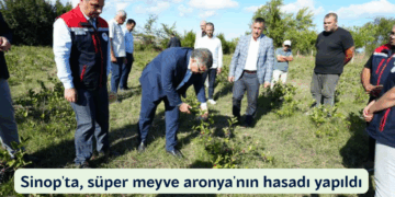 Sinop’ta, süper meyve aronya’nın hasadı yapıldı!