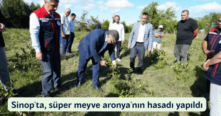 sinopta super meyve aronyanin hasadi yapildi habermeydan