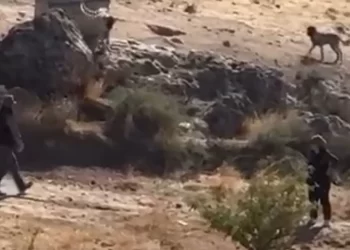 Sivas’ın Gemerek ilçesinde köpeğe vahşet: Valilikten açıklama