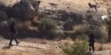 Sivas’ın Gemerek ilçesinde köpeğe vahşet: Valilikten açıklama