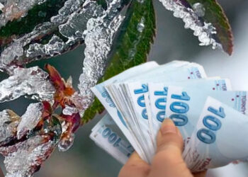 Don felaketinden etkilenen üreticilere devlet desteği