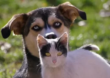 4 Ekim Hayvanları Koruma Günü! Hayvanları Koruma Günü Nedir?