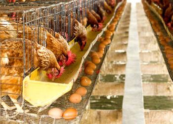 TÜİK açıkladı! Tavuk eti üretimi yükseldi, yumurta üretimi azaldı