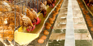 TÜİK açıkladı! Tavuk eti üretimi yükseldi, yumurta üretimi azaldı