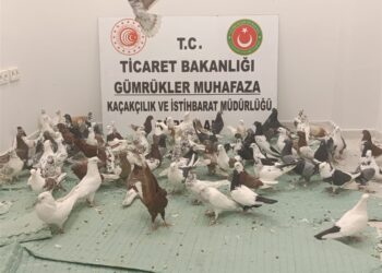 Gümrük kapısında ‘cancan’ cinsi 85 güvercine el kondu