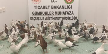Gümrük kapısında ‘cancan’ cinsi 85 güvercine el kondu