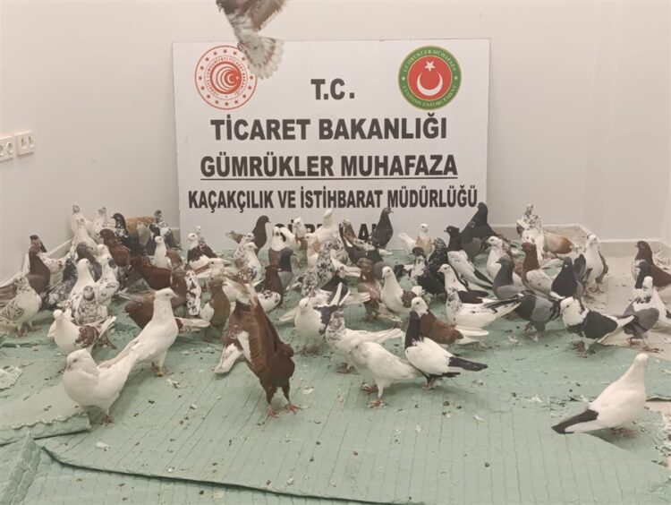 cancan cinsi 85 guvercine el kondu habermeydan