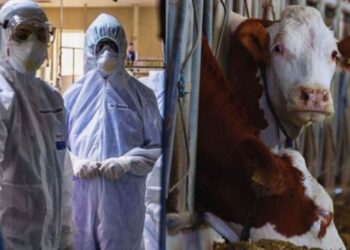 Türkiye’de yıllar sonra deli dana alarmı: İki ilde vaka tespit edildi Türkiye’de yıllar sonra deli dana alarmı: İki ilde vaka tespit edildi