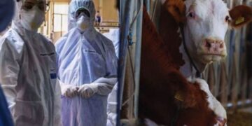 Türkiye’de yıllar sonra deli dana alarmı: İki ilde vaka tespit edildi Türkiye’de yıllar sonra deli dana alarmı: İki ilde vaka tespit edildi