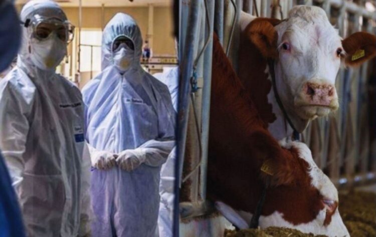 Türkiye’de yıllar sonra deli dana alarmı: İki ilde vaka tespit edildi Türkiye’de yıllar sonra deli dana alarmı...