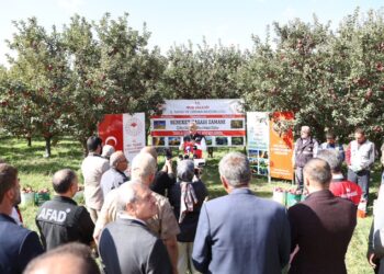 Muş’ta, 100 milyon lira gelir beklenen elma hasadı törenle başladı!