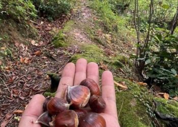 Sinop Türkeli’de, kestane sezonu başladı!