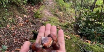 Sinop Türkeli’de, kestane sezonu başladı!