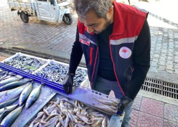 Sinop’ta, su ürünleri denetimleri aralıksız sürüyor!