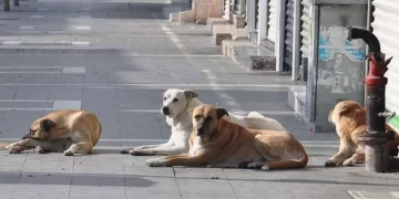 İstanbul Valiliği’nden yeni karar: Artık yasaklandı