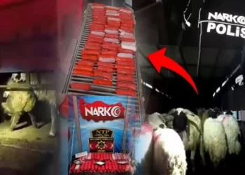 Siirt’te Hayvanların Karın Boşluklarına Uyuşturucu Gizleyen Şüpheliler Yakalandı