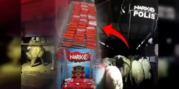 Siirt’te Hayvanların Karın Boşluklarına Uyuşturucu Gizleyen Şüpheliler Yakalandı