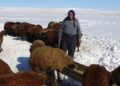 Muş Hasköy'de, besicilerin zorlu mesaisi başladı! Muş Hasköy’de, besicilerin zorlu mesaisi başladı!