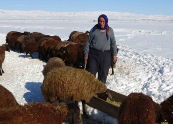 Muş Hasköy'de, besicilerin zorlu mesaisi başladı! Muş Hasköy’de, besicilerin zorlu mesaisi başladı!