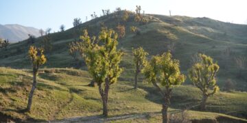 Muş Hasköy’de, kış kapıdayken meşeler yeniden yeşerdi!