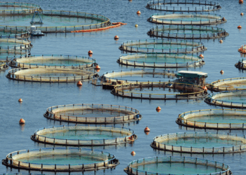 Türkiye su ürünleri avcılığı ve yetiştiriciliği açısından bölgesinde lider konumda Türkiye su ürünleri avcılığı ve yetiştiriciliği açısından bölgesinde lider konumda